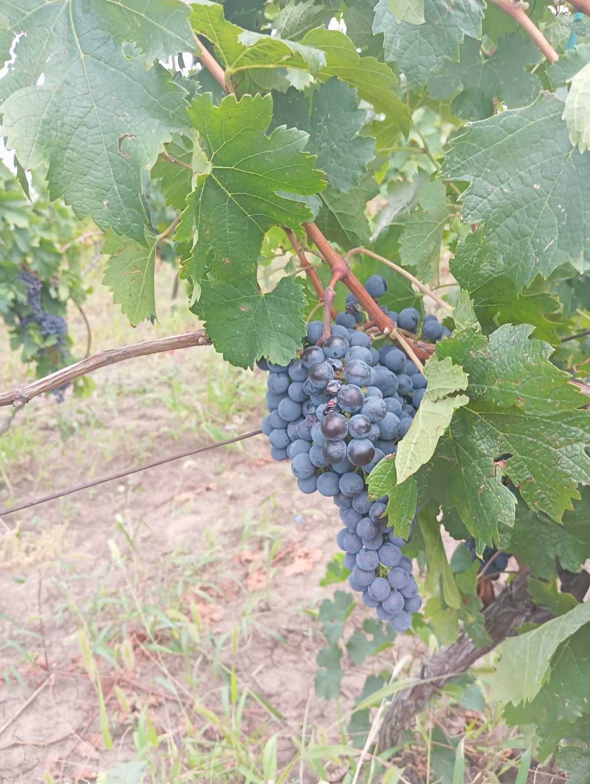 Struguri de vin / sau must