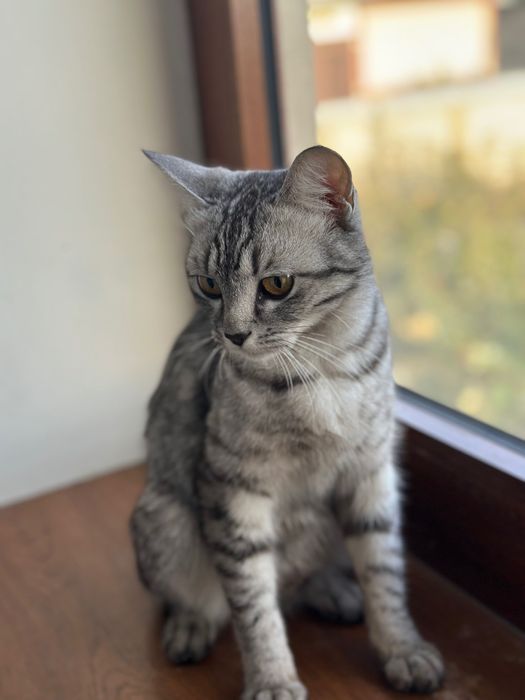 котенки скотиш страйт