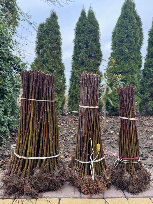 Material saditor pentru pomi fructiferi - Portaltoi de la producator