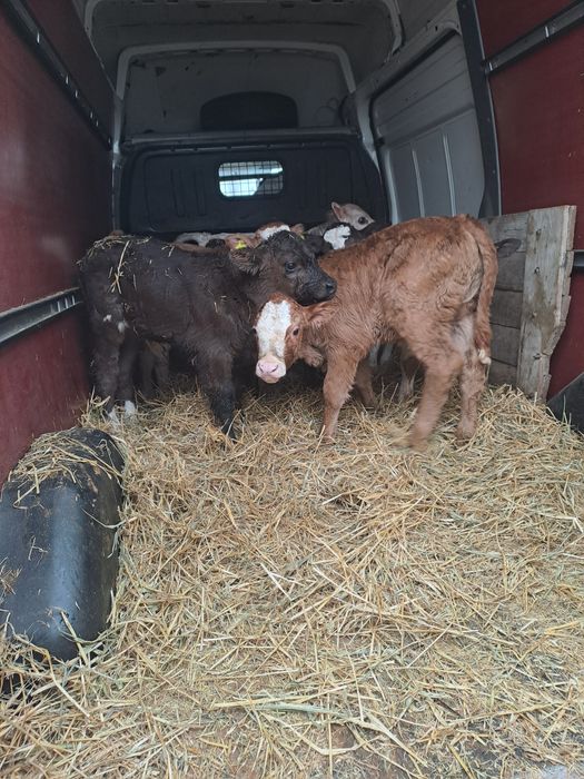 Aduc viței de rasă pe comandă dumneavoastră!!