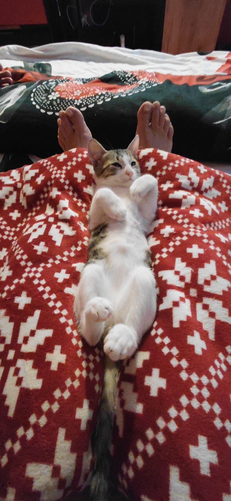Motănel  spre adoptie