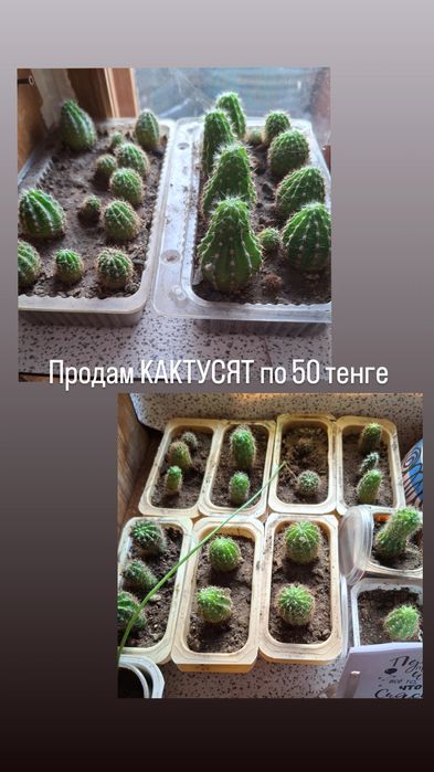 Продам КАКТУСЯТ по 50 и 150 тенге