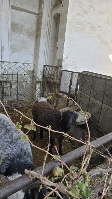 Tagallar tez va arzon narxlarda sotiladi