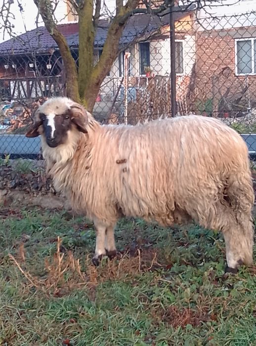 Vând berbecut fătat mai târziu cei interesați