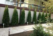 Plante Ornamentale Tuia Smaragd