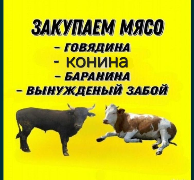 Лошадей жеребят конину