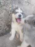 Vand HUSKY Siberian