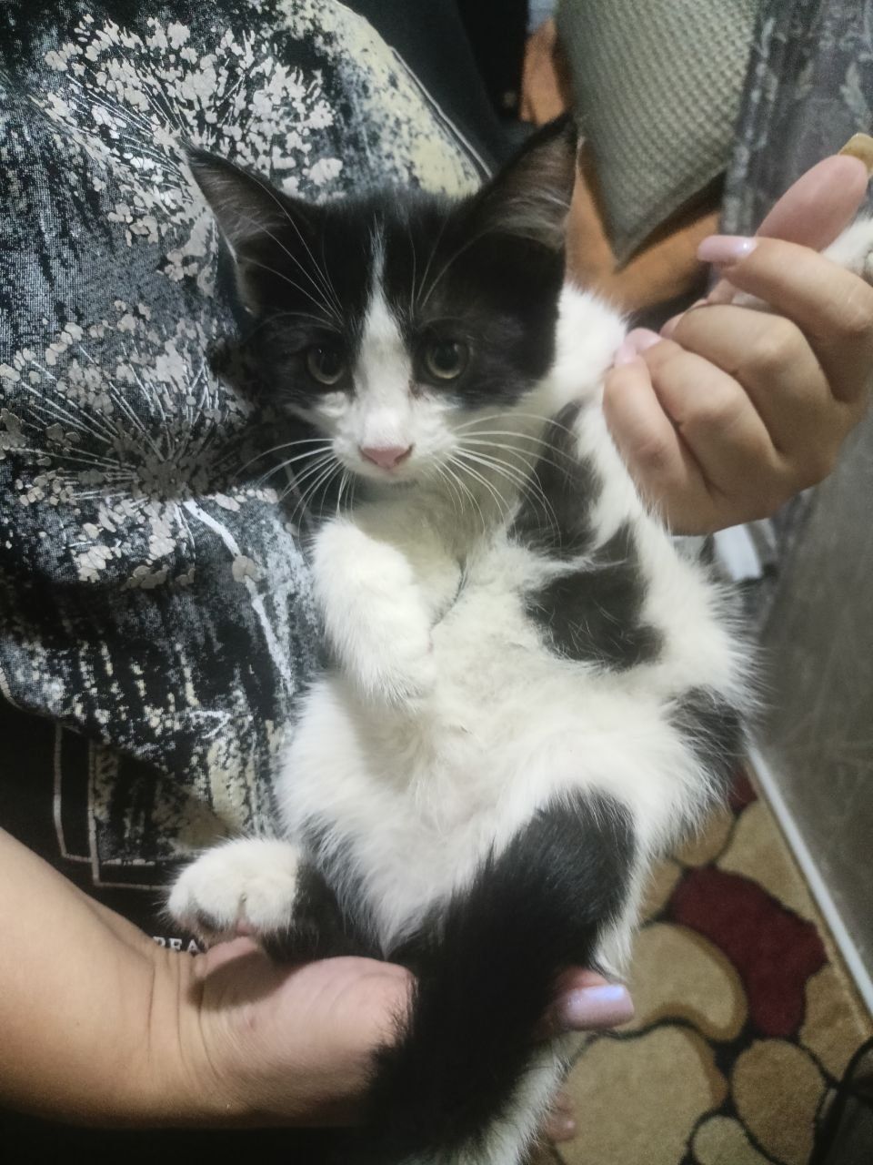 Отдам котёнка девочку