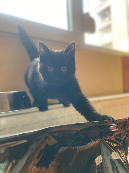 Черно женско коте търси дом, София