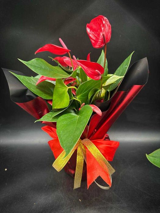 Антуриум в подарок, настоящий букет в горшке