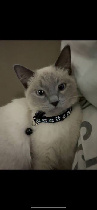 Продаются британские котята