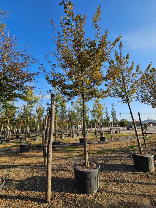 Tei Platan Frasin catalpa mesteacăn salcâm