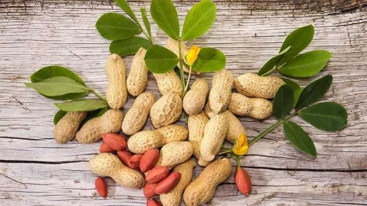 Semințe de alune de pământ - Arahide