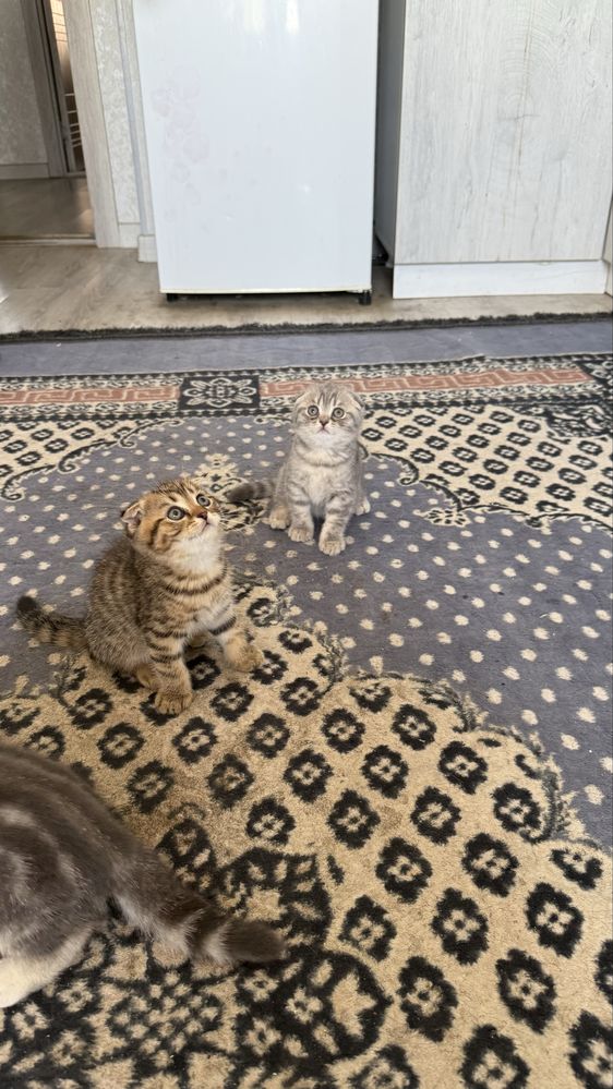 Котята скотишь фолд