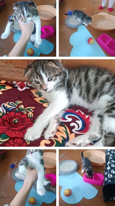 Skotsh fold mushugi sotiladi hamma narsallari bilan birga beraman