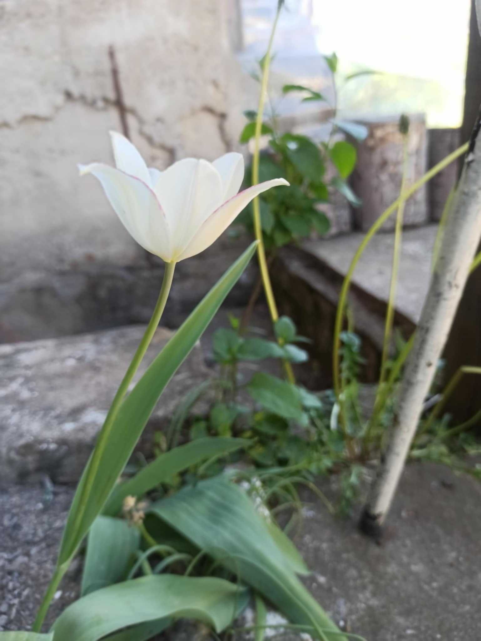 Ирис и Лале  -различни цветове