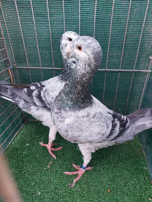 Voiajori Germani disponibili