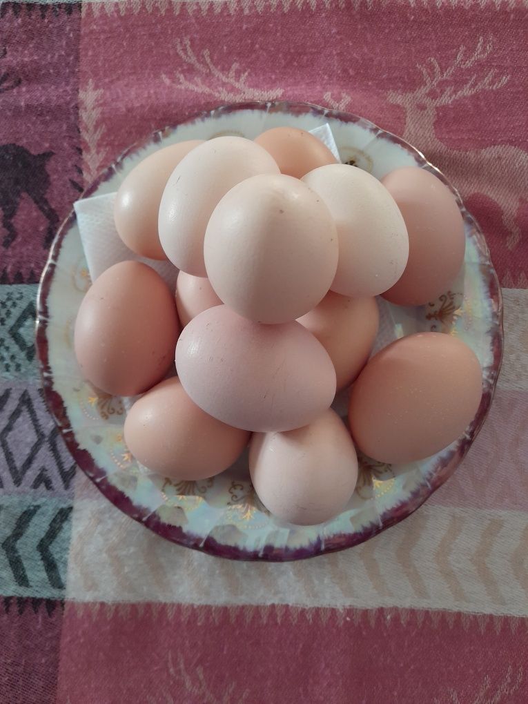 Домашние яйца 800т