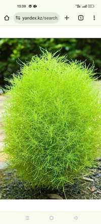 Кохи - декоративный зелёный куст