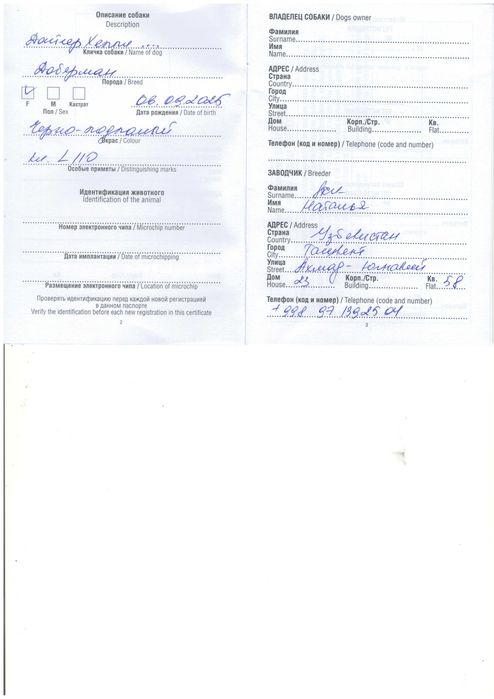 Доберман Щенок девочка от 06 Сентября 2025г рождения