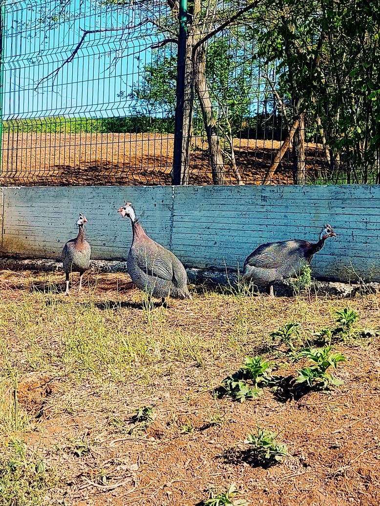 Familie de bibilici