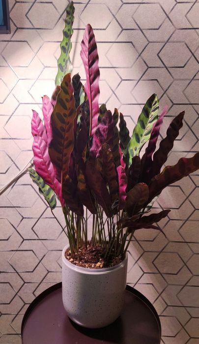 Калатея Лансифолия