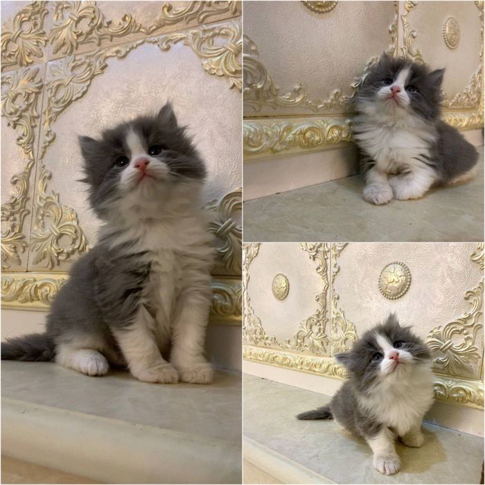 Хайланд страйт Киз бола, 1,5 ойли