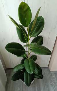 Ficus elastica 1,50 cm