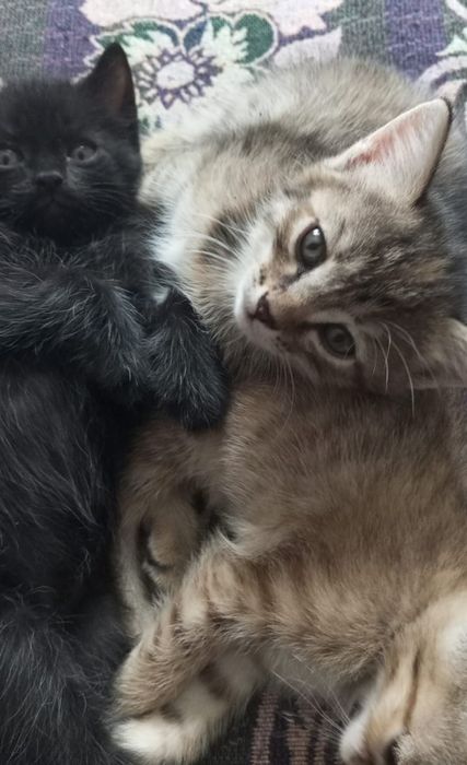 Отдам в добрые  руки