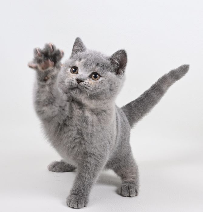 Pisicuța British  Shorthair   blue cream tortie cu pedigree