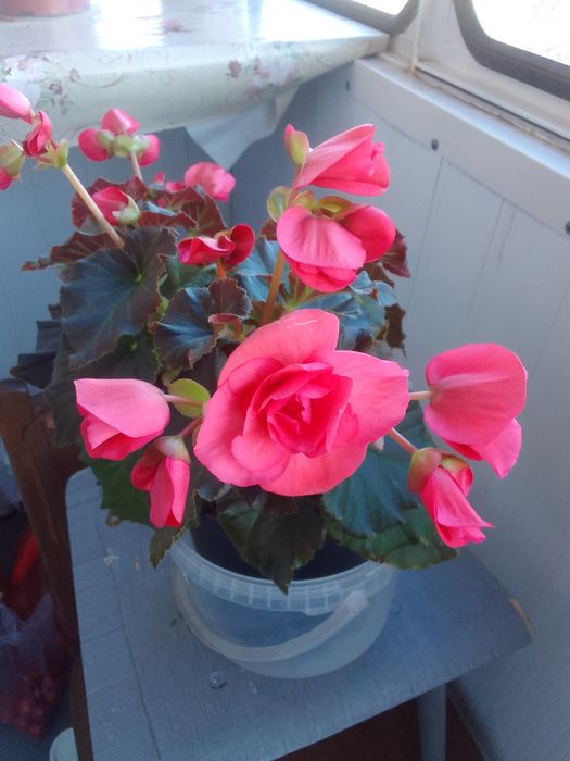 Бегония Элатиор Соления Дарк Пинк