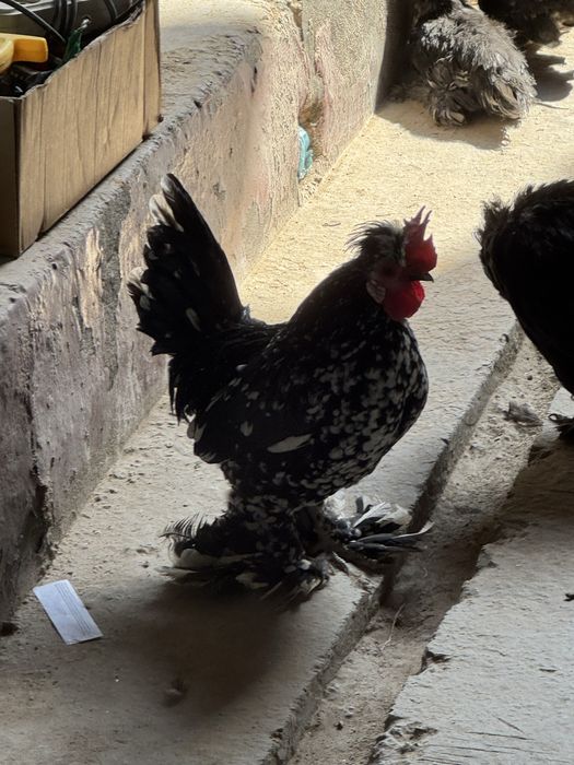 Япон товуқ сотилади