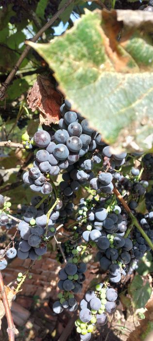 Vând struguri pentru vin