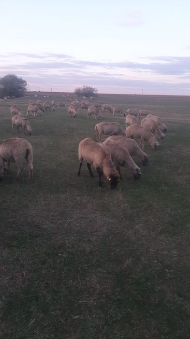 Oi tinere de vânzare