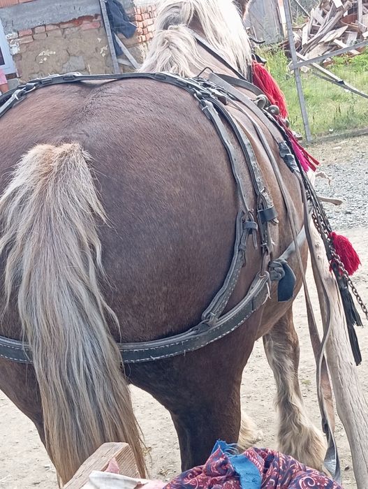 Vând iapa mai multe detalii la tel