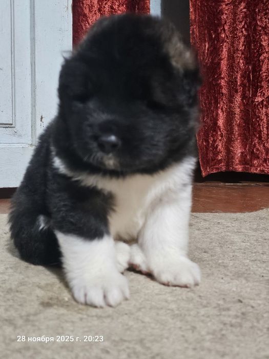 Щенки американской акиты