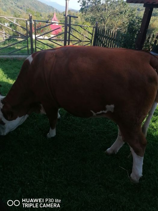 Juninci baltate gestante in 2 luni cu taur angus