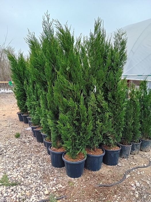 Tuia leylandii chiparos