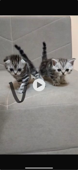 Продам вислоухого котенка