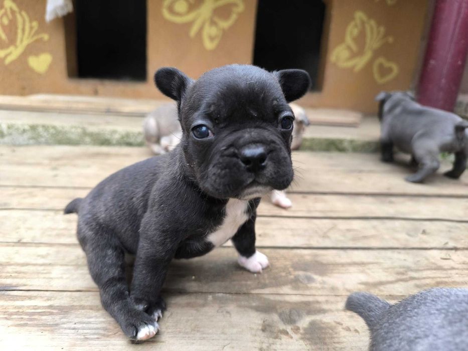 Pui de bulldog francez de rasă pură.