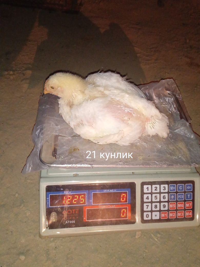 Бройлер Росс 308