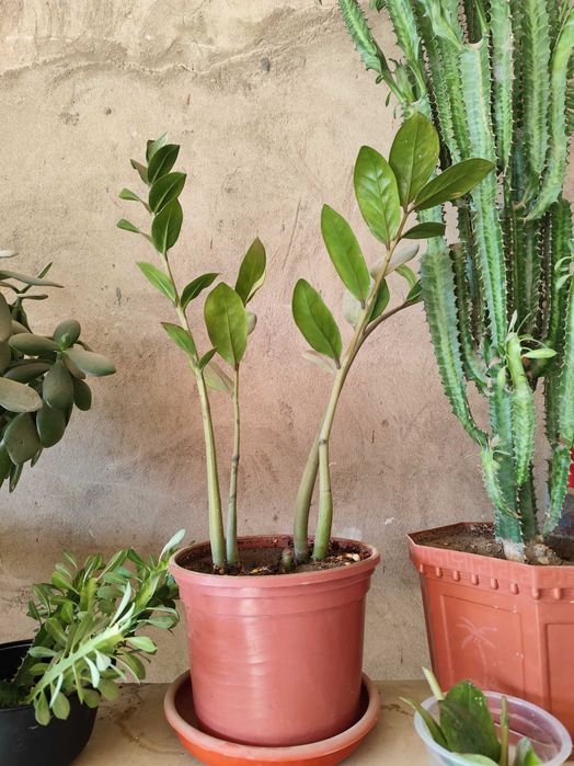 Цветок Молочай трёхгранный продаётся