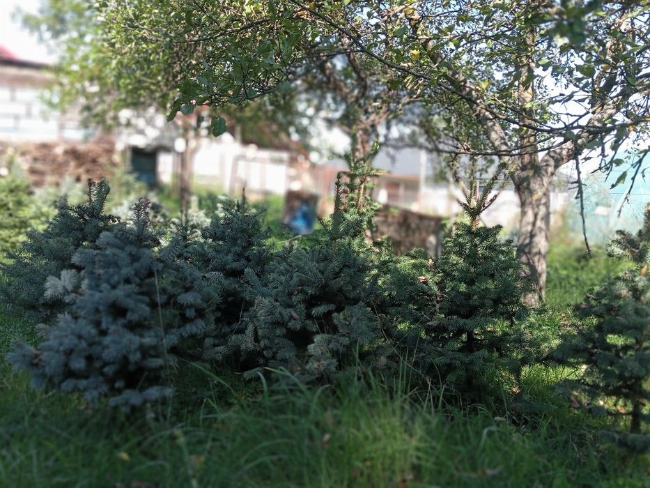 Brad argintiu cu radacina