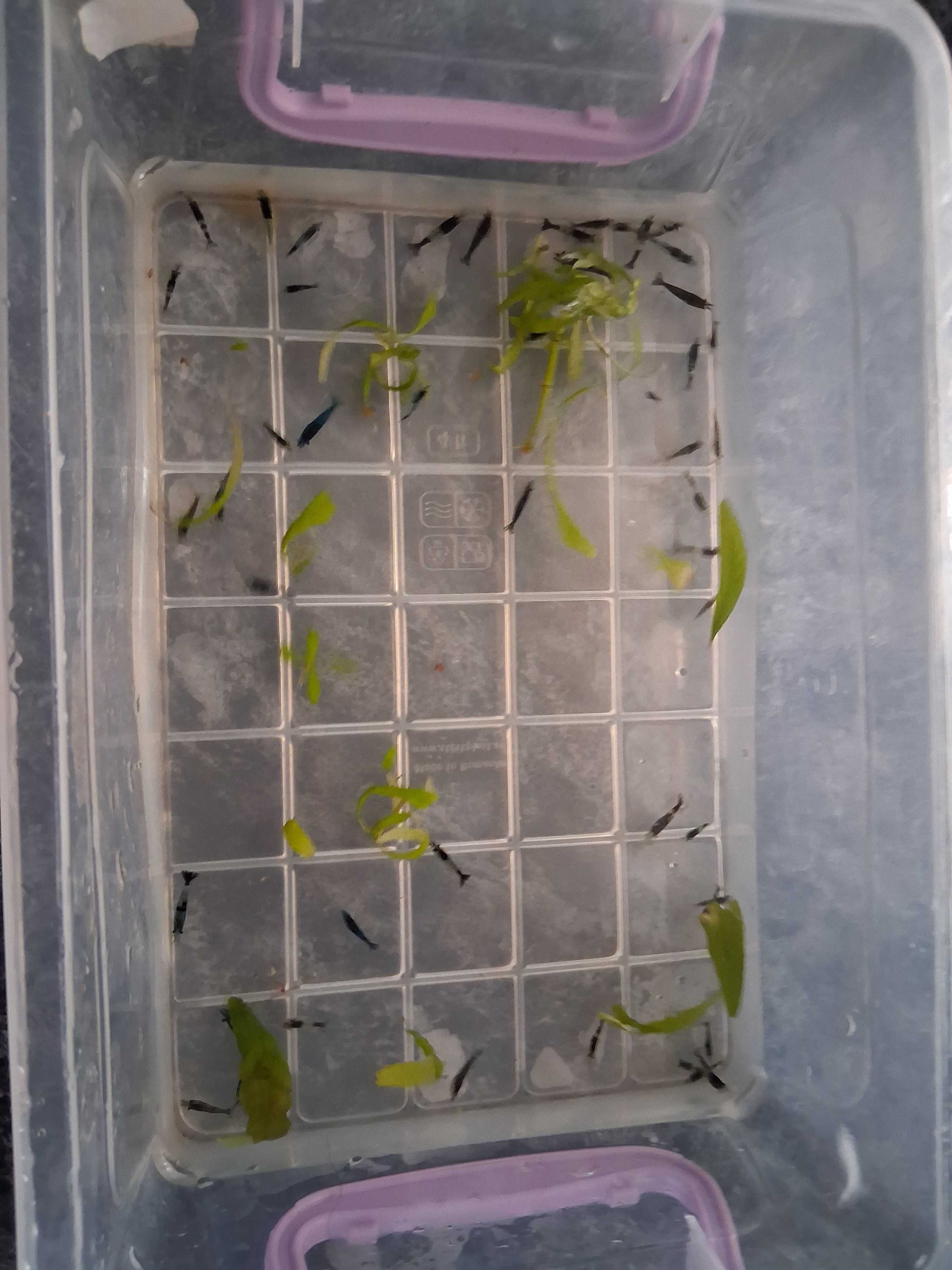 Creveti de acvariu blue cherry