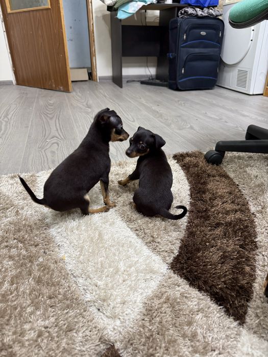 Мини пинчери на 2 месеца