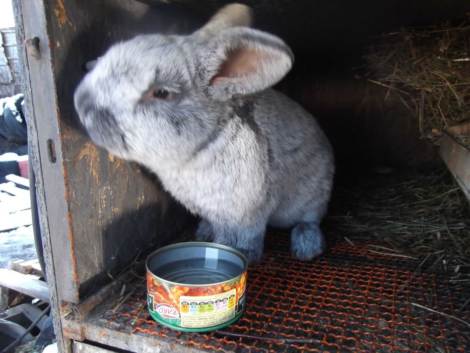 зайци  бургунски ,сребрист шампан