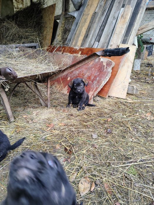 Căței ciobănești spre adopție