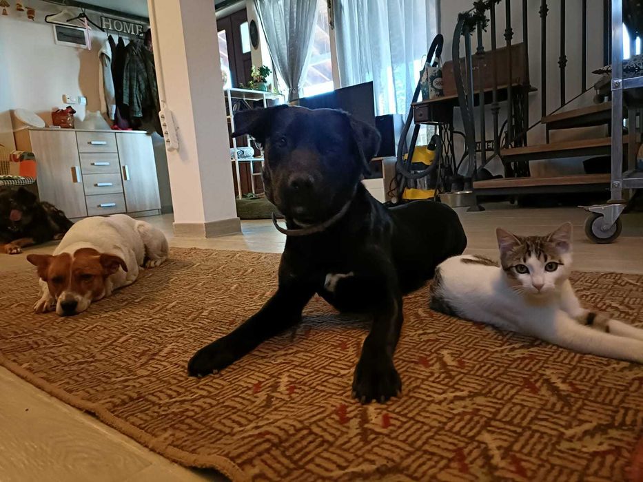 Dresaj canin de baza