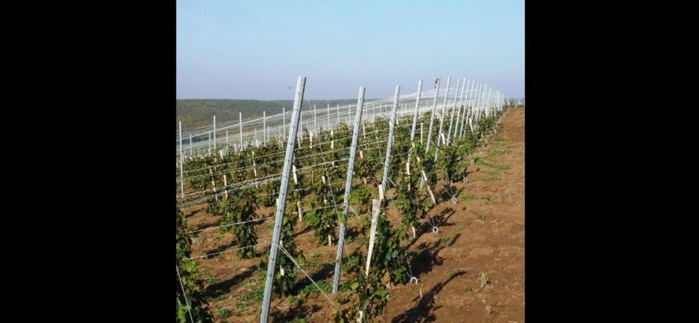 Nuc chandler.Aluni soiuri.catina,afin.soc.Stalpi zincati.Migdal.Visin.