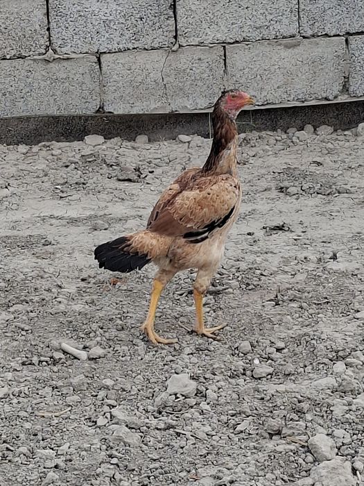 Mokiyon tovuqlar sotiladi